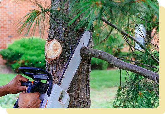 A tree being cut down by someone using an electric saw.