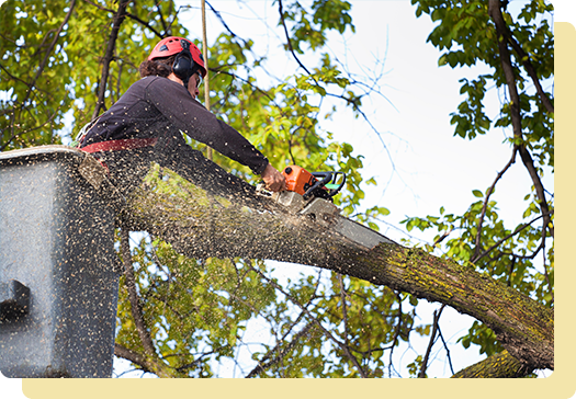 A man cutting branches off of a tree.