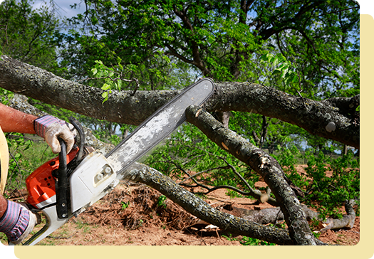 A person is cutting branches off of a tree.