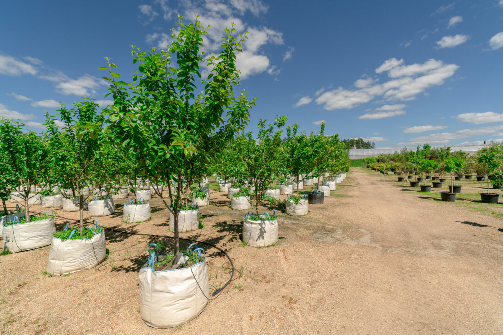 A field of trees that are in buckets.