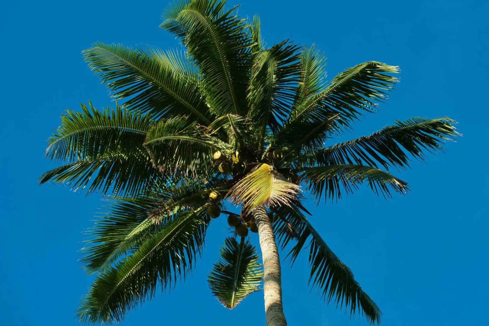 A palm tree with coconuts on it's branches.