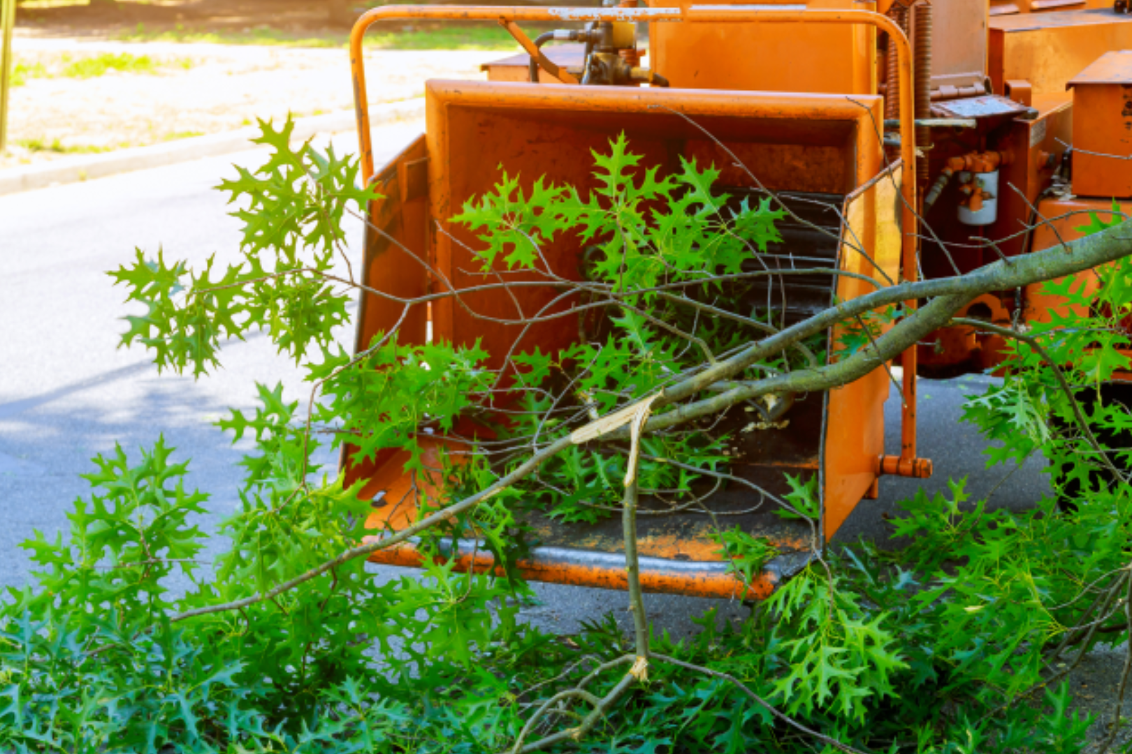 A tree is cut down by the side of the road.