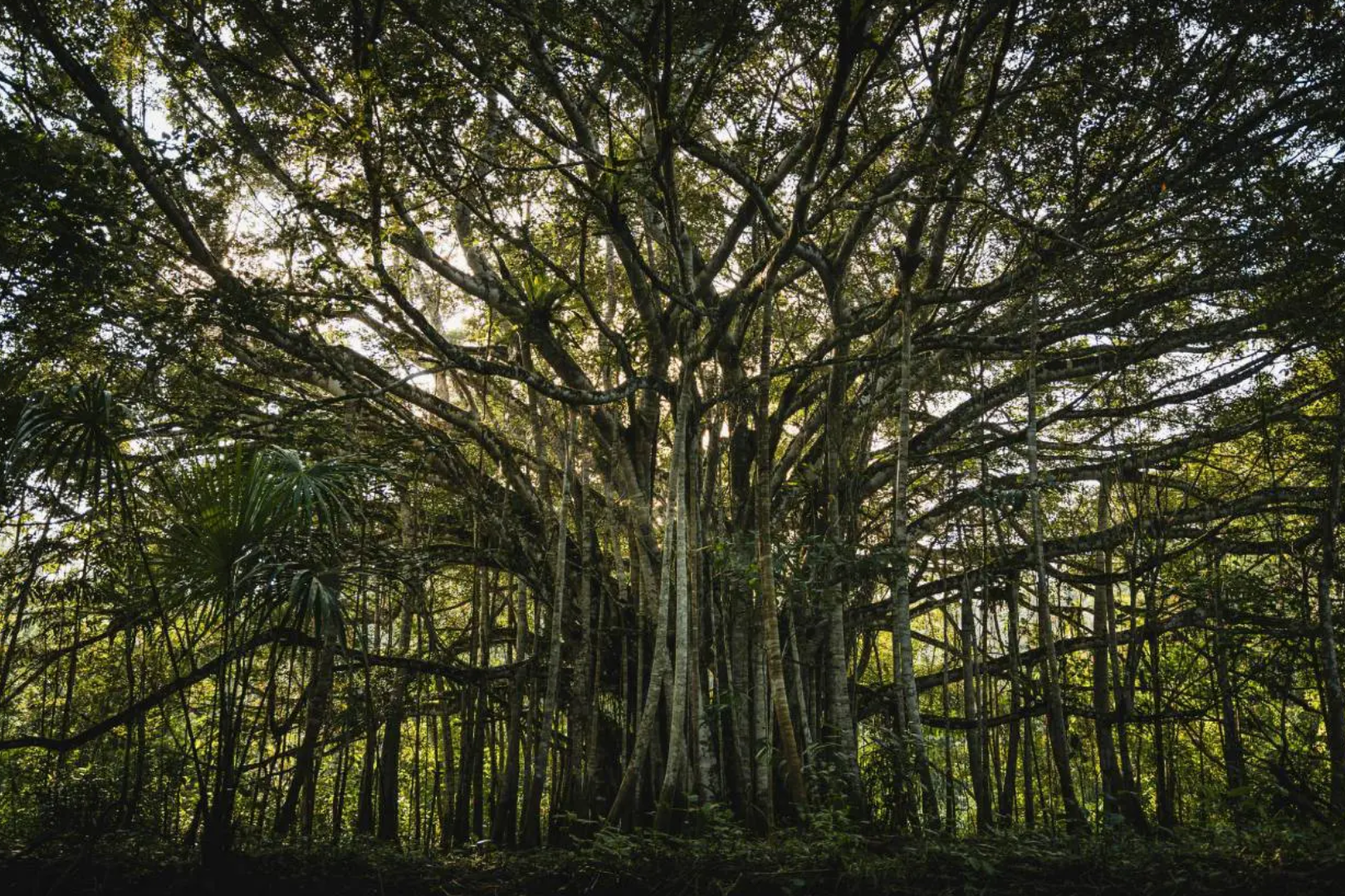 A large tree in the middle of a forest.