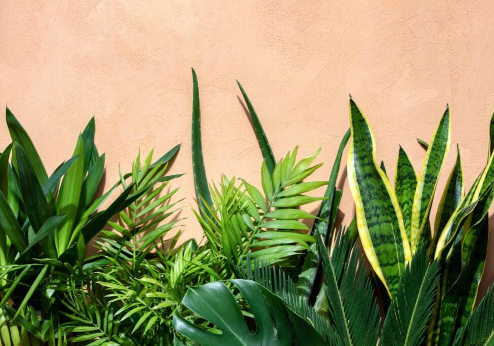 A close up of some plants against a wall