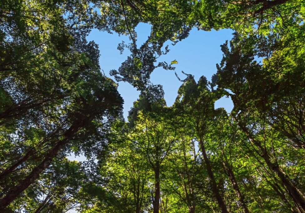 A view of trees from below looking up.