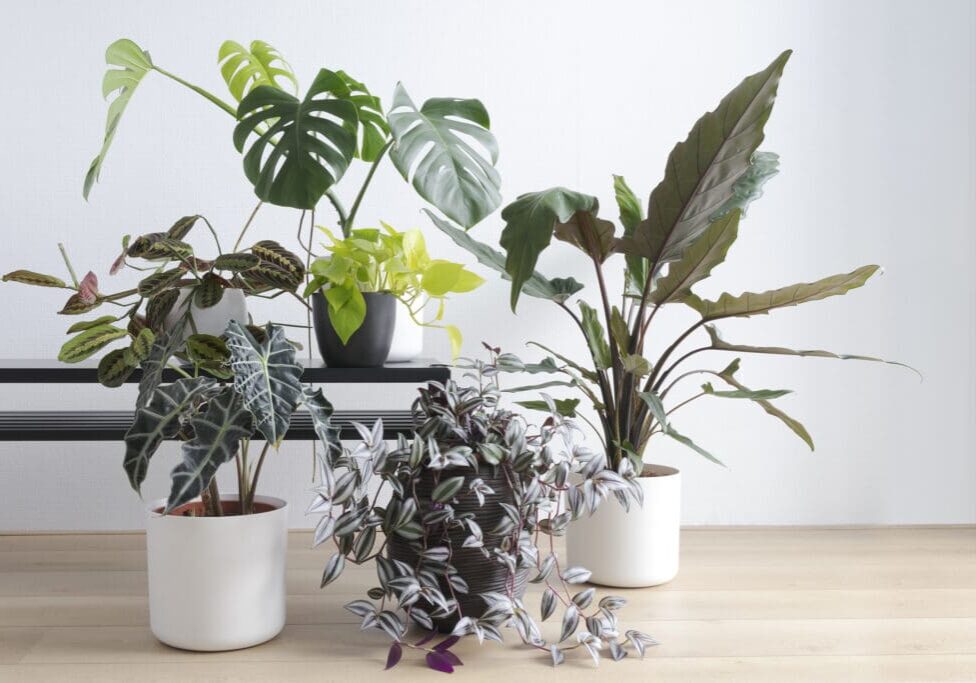 A table with four different plants in white pots.