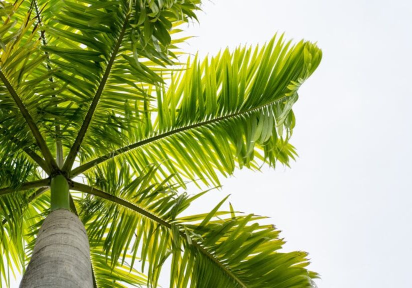 A close up of the leaves on a palm tree