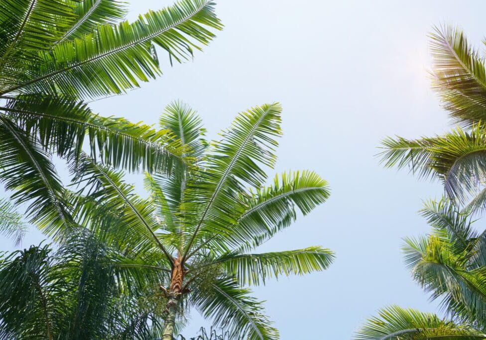 A palm tree with many leaves on it