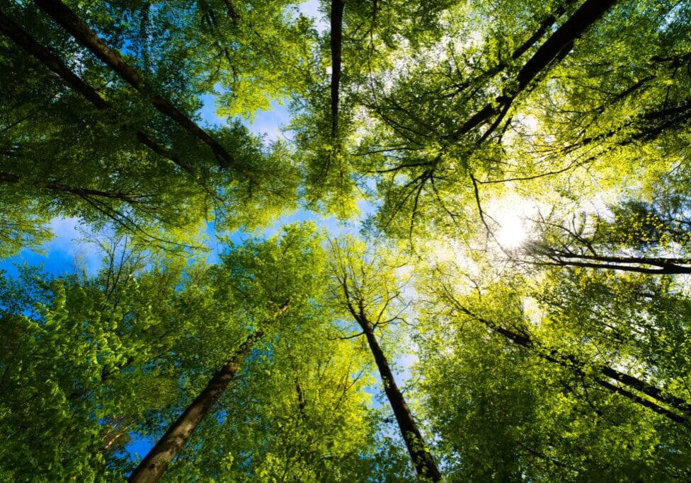 A view of the sky through trees looking up.