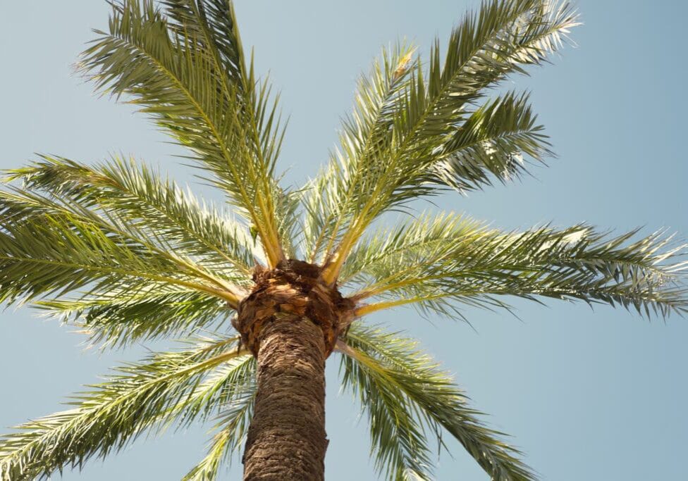 A palm tree with lots of green leaves.