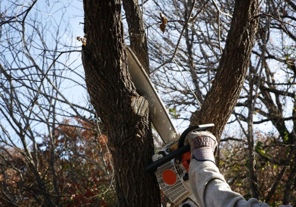 A person with a saw cutting branches off of trees.