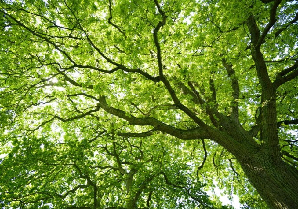 A tree with green leaves and branches in the sky.