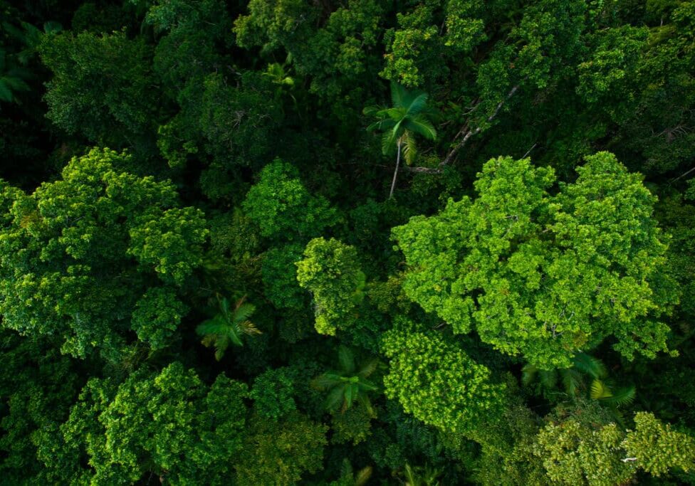 A view of trees from above, taken by a helicopter.