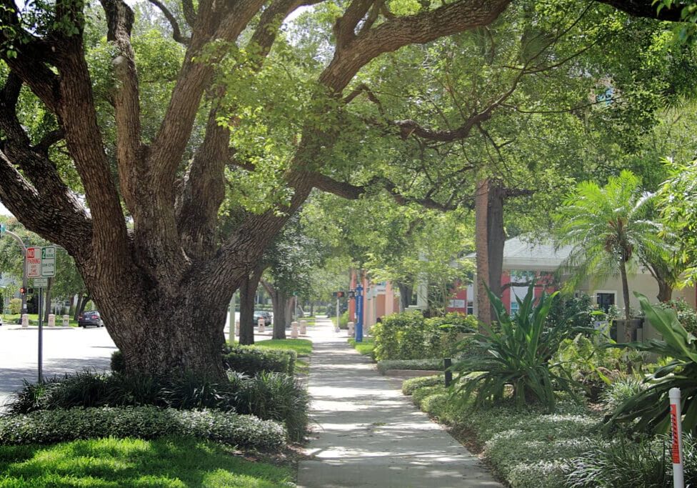 A tree lined sidewalk with lots of green plants.